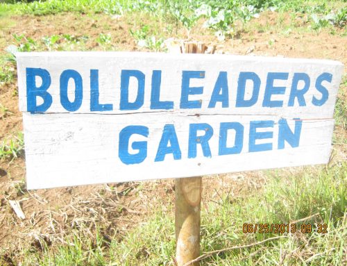 Recent Updates With BoldLeaders 2017